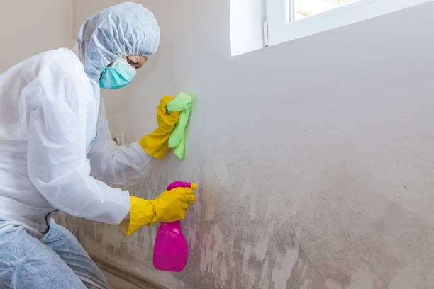 Best Mold Odor Removal Services  in Rosedale, CA